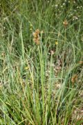 Carex leporina
